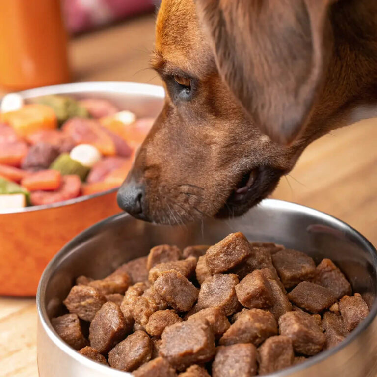 Homemade Beef Dog Food for Nutritious Meals