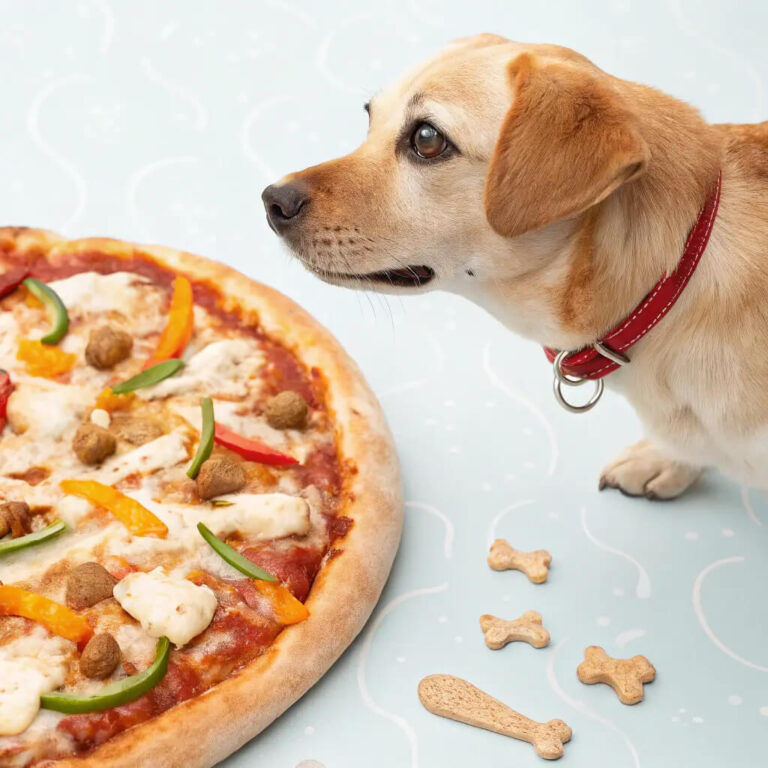 Homemade Dog Friendly Pizza for a Fun Meal