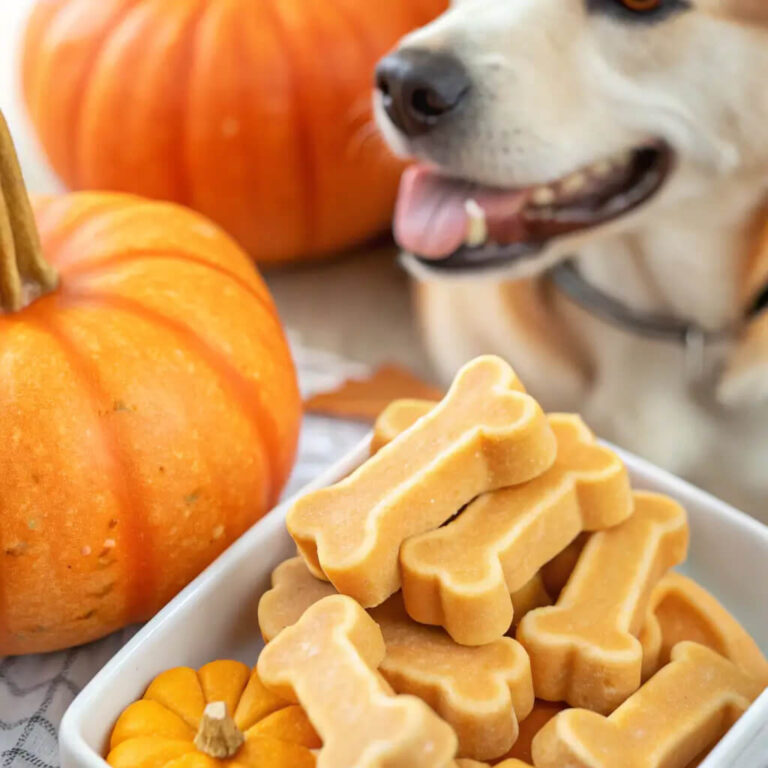 Pumpkin Yogurt Dog Treats You Can Make at Home